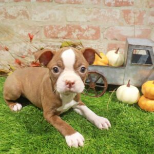 Boston Terrier – 1769