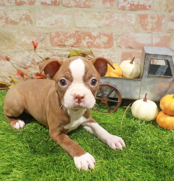 Charlotte, Boston Terrier, Image 1