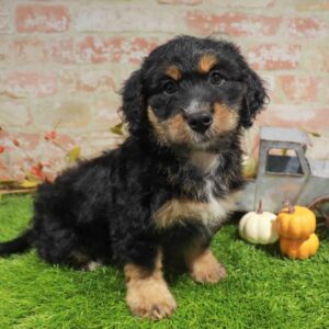 Bernedoodle – 1771