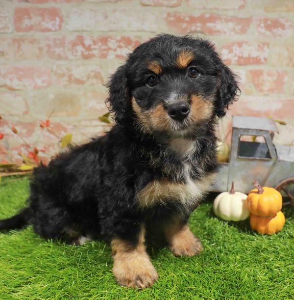 Quintin, Bernedoodle, Image 1