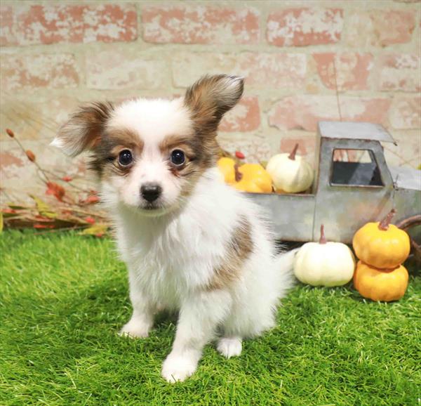 Erin, Papillon, Image 1