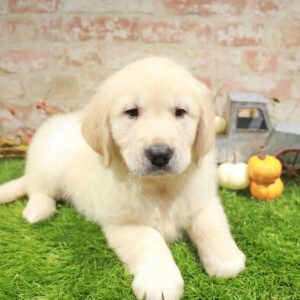 Golden Retriever – 1772