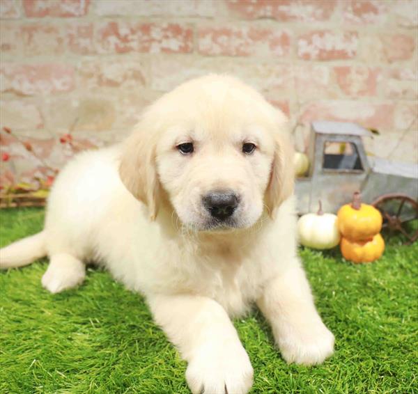 Arthur, Golden Retriever, Image 1