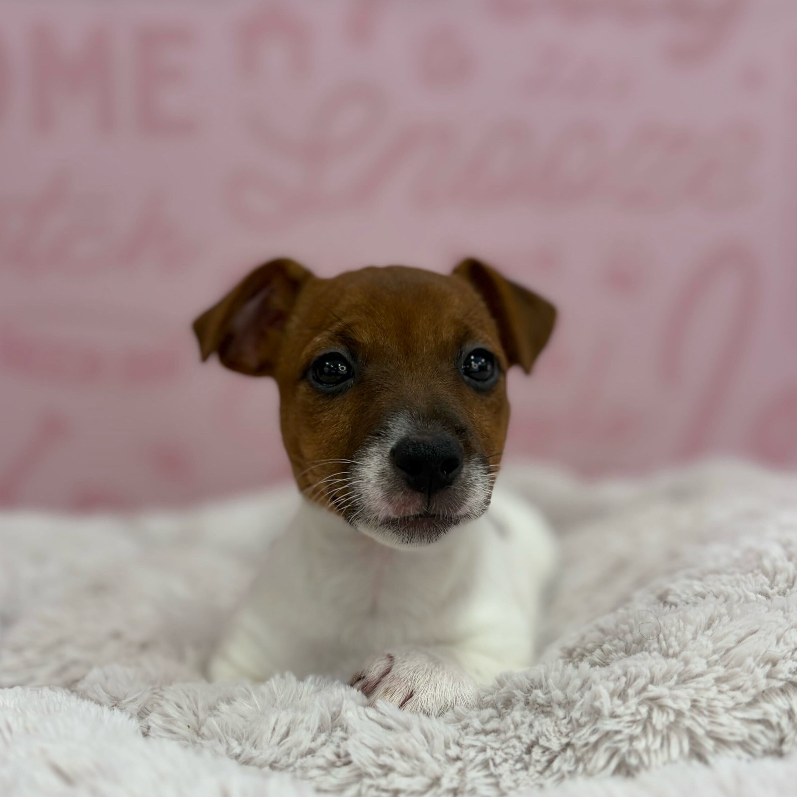Jack Russell Terrier – 1766