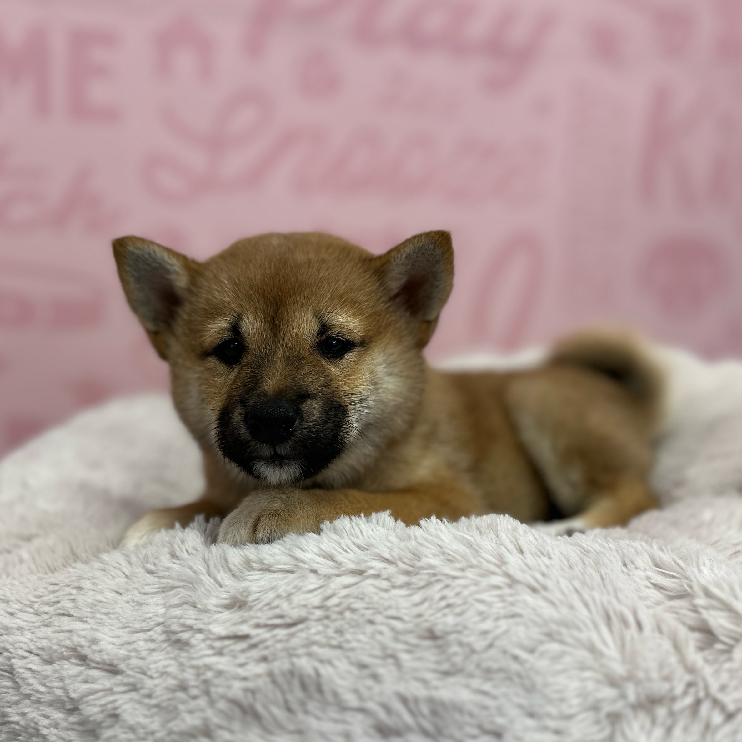 Shiba Inu – 1765