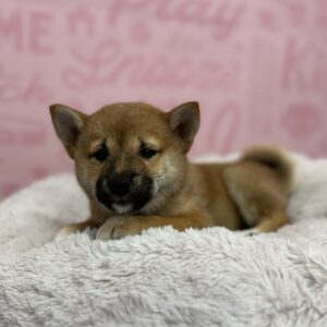 Shiba Inu – 1765