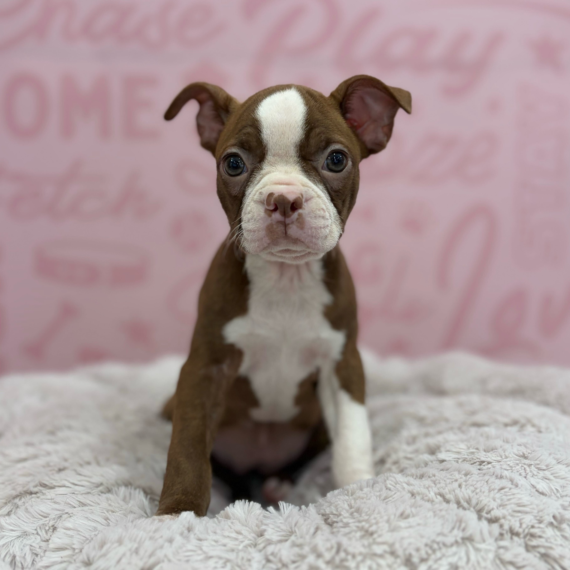 Boston Terrier – 1769