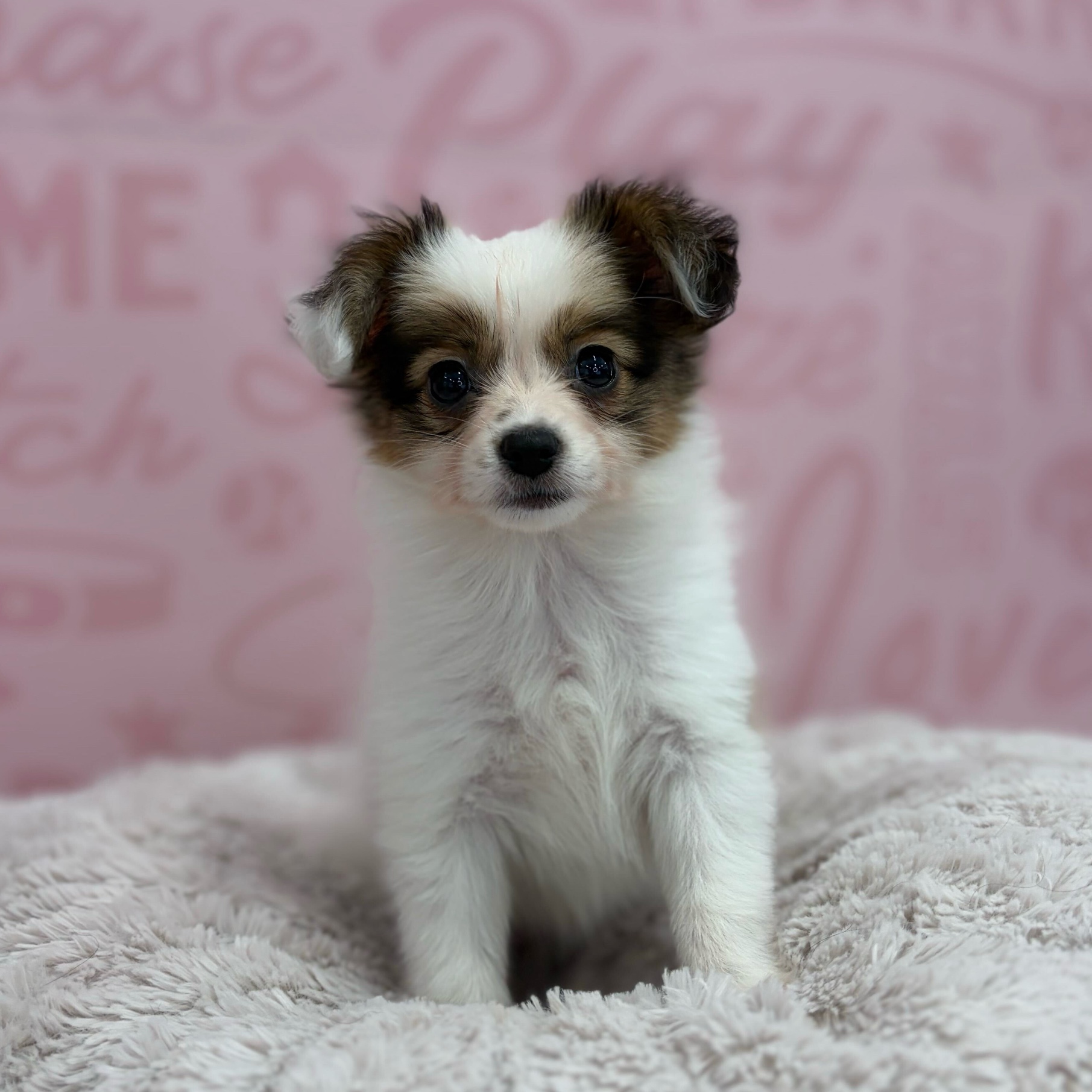 Papillon – 1770 dog breed