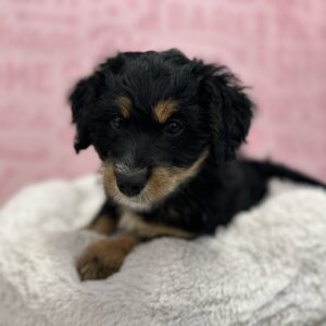 Mini Bernedoodle 2nd Gen – 1771
