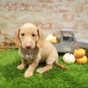 Dachshund – 1776