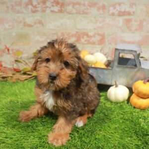 Yorkie-Poo – 1775
