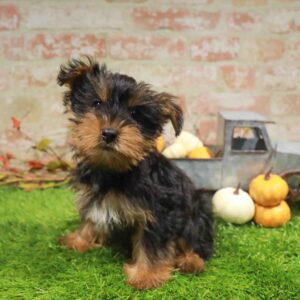 Yorkie – 1777