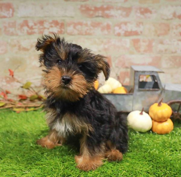 Yorkie - 1777, Yorkie, Image 1
