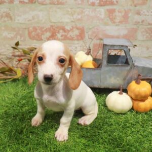 Dachshund – 1778