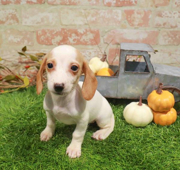 Dachshund - 1778, Dachshund, Image 1