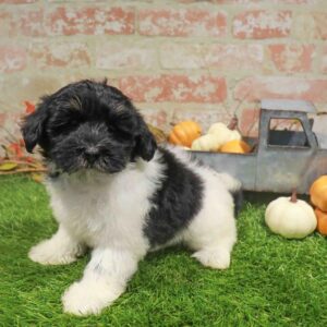 Havanese – 1779