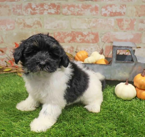 Havanese - 1779, Havanese, Image 1