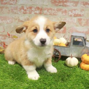 Pembroke Welsh Corgi – 1780