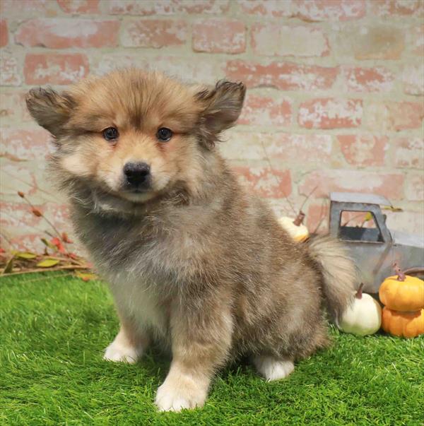 Pomsky 2nd Gen – 1782