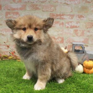 Pomsky 2nd Gen – 1782