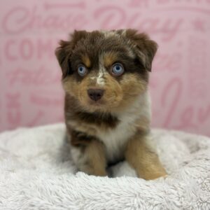 Mini Aussie – 1774
