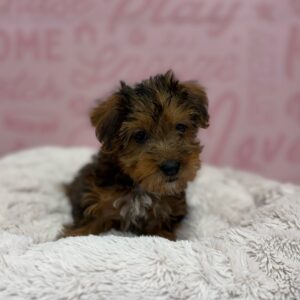 Yorkie-Poo – 1775