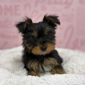 Yorkie – 1777