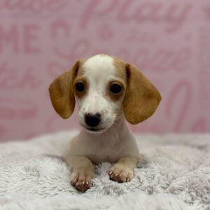 Dachshund – 1778