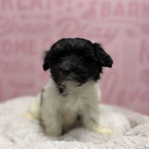 Havanese – 1779