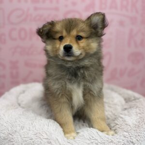 Pomsky 2nd Gen – 1782