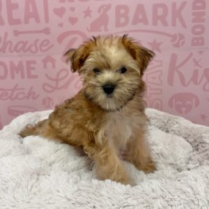 Maisie, photo 1