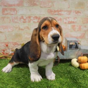 Basset Hound – 1786
