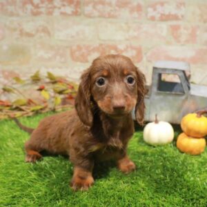 Dachshund – 1784