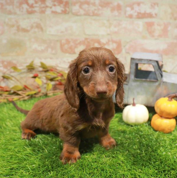 Hazel, Dachshund, Image 1