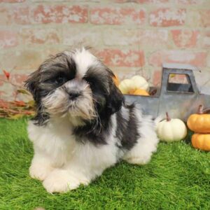 Shih Tzu – 1785