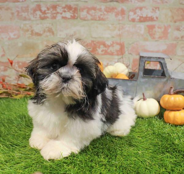 Skye, Shih Tzu, Image 1