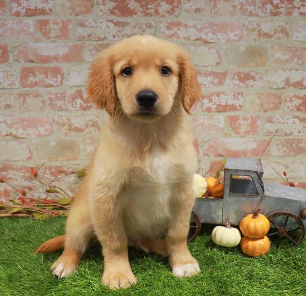 Golden Retriever - 1788, Golden Retriever, Image 1