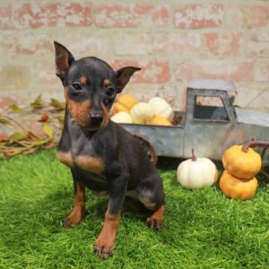Min Pin – 1787