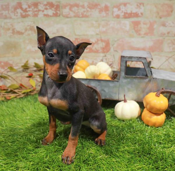Sylvia, Min Pin, Image 1