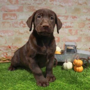 Labrador Retriever – 1792