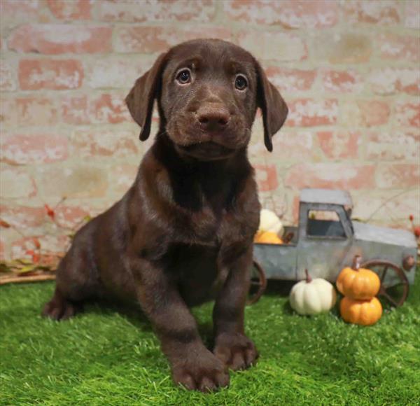 Labrador Retriever - 1792, Labrador Retriever, Image 1