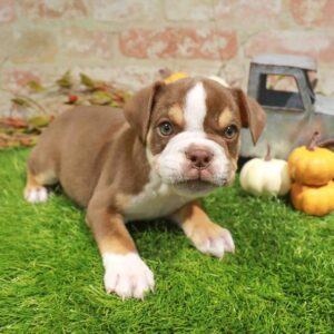 English Bulldog – 1791