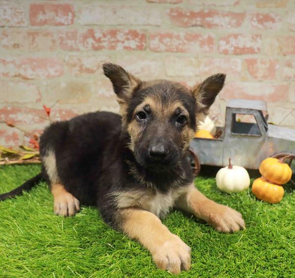 German Shepherd - 1789, German Shepherd, Image 1