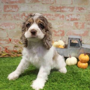 Cocker Spaniel – 1790