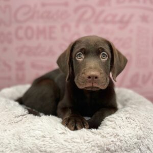 Gunner, photo 1