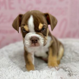 Winston, photo 1