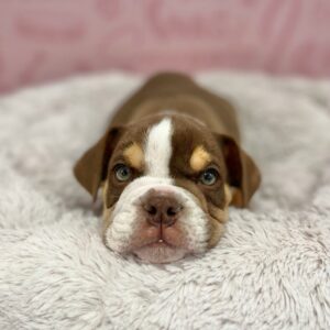 Winston, photo 2