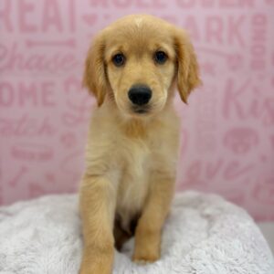 Max, photo 1