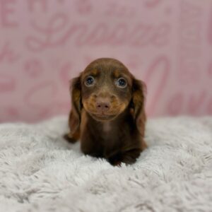 Hazel, photo 1