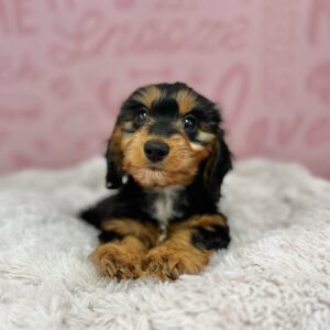 Gretel, photo 1